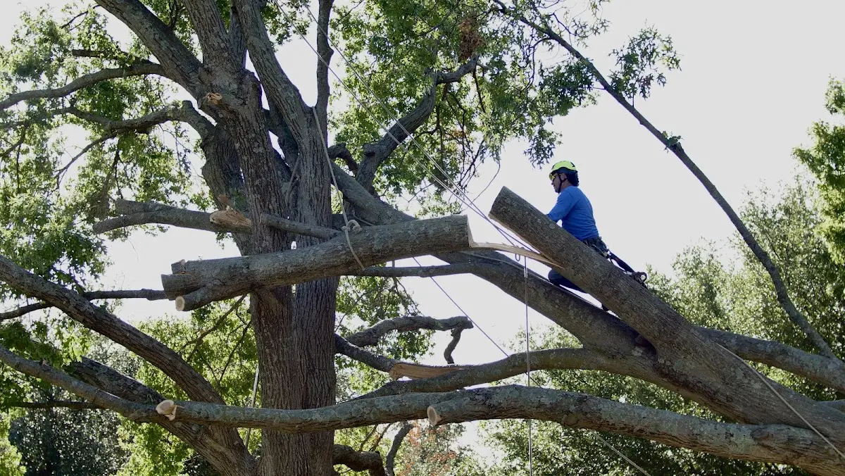 Professional Hazardous Tree Removal performed by certified arborists in Rebecca